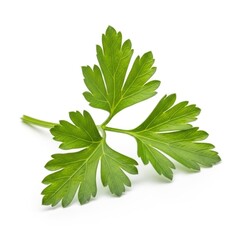 Fresh parsley leaf isolated on white background