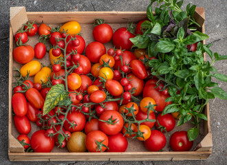 Frisch geerntete bunte Tomaten mit Basilikum in Holzkiste aus dem Garten