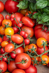 Vielfältige Tomatenernte aus dem Sommergarten – bunte Cocktail-, Cherry- und Rispentomaten frisch geerntet