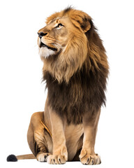 Obraz premium Majestic lion sitting looking upwards isolated on a transparent background