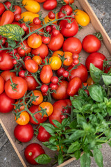 Vielfältige Tomatenernte aus dem Sommergarten – bunte Cocktail-, Cherry- und Rispentomaten frisch geerntet