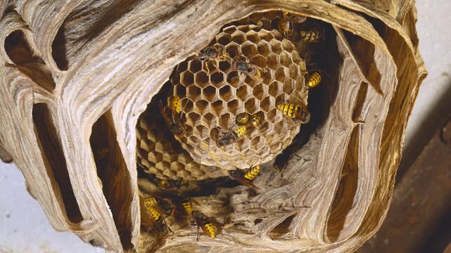 A big hornet's nest. close-up of a hornet building its nest, bottom view. active bald-faced hornets, wasps