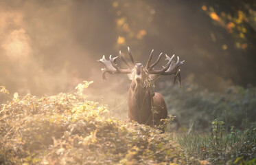 Majestic red deer stag with large antlers calling during the rut on a misty autumn morning