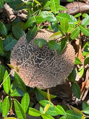 Mushroom growing in the brush