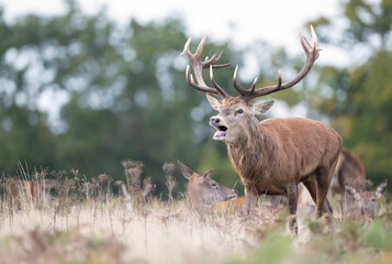 Red deer stag calling during the rut in autumn