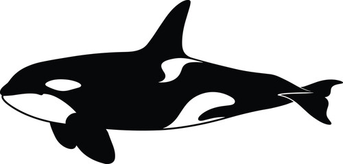Black and White Killer Whale Vector, Isolated on White Background, Marine Life, Ocean Wildlife, Aquatic Animal, Orca Mammal