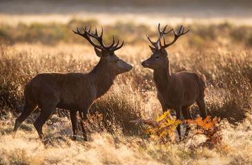 Two red deer stags standing close together in a grassy meadow during autumn rut