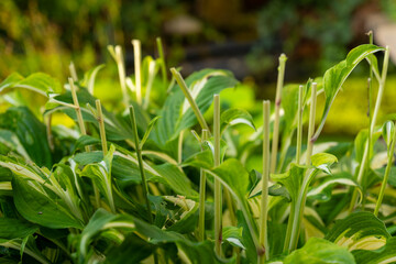 Green plants with fresh shoots growing in a lush garden during afternoon sunlight