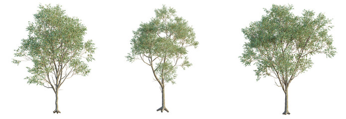 Eucalyptus robusta Tree. Cutout isolate on white background
