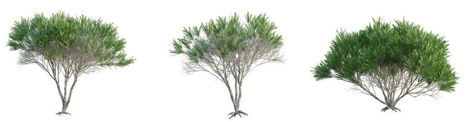 Melaleuca ericifolia Tree. Cutout transparent background © DH Tree Stock