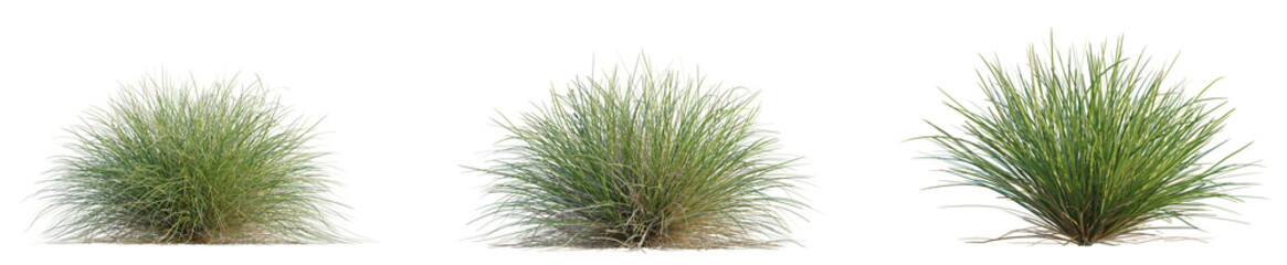 Carex dipsacea Tree, cutout transparent background