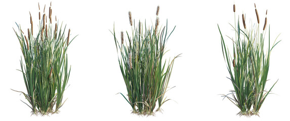 Telmatoblechnum indicum Tree cutout isolate on white background