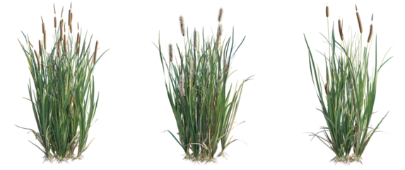 Telmatoblechnum indicum Tree cutout isolate on white background