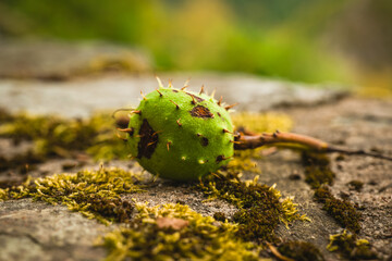Nature's unexpected treasure discovered on a mossy rock in a tranquil forest setting during a soft...
