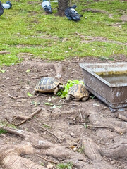Two turtles feeding on green leaves near a water container. Wildlife, nature, ecology and animal observation in outdoor habitat.