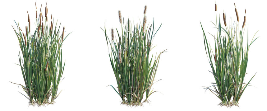 Telmatoblechnum indicum Tree cutout isolate on white background