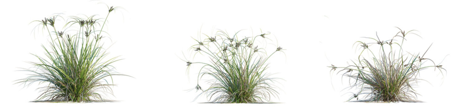 Cyperus ustulatus Tree cutout isolate on white background