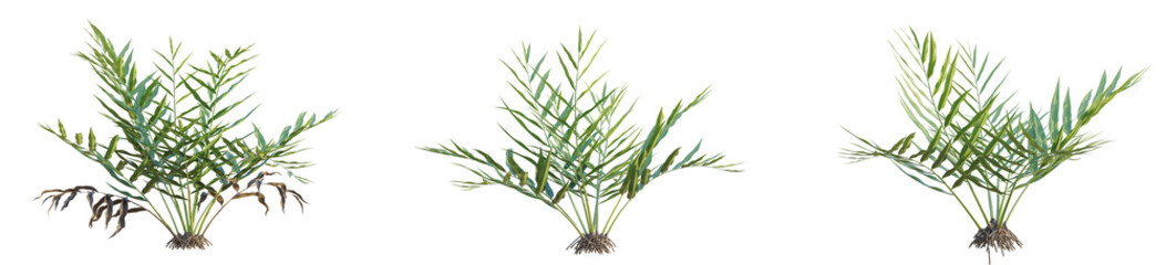 Acrostichum aureum Tree. Cutout view, transparent background