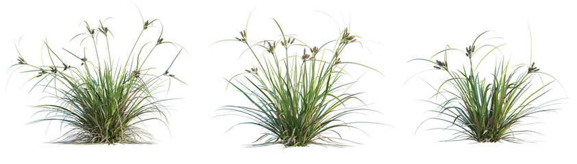 Cyperus ustulatus Tree cutout transparent background
