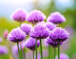 Cluster of vibrant purple chives in sunlight