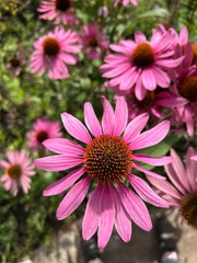 pink chrysanthemum flower