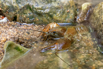 Gambero di fiume europeo (Austropotamobius pallipes)