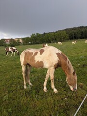 horses on a field under the rain 