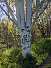 Tree with eyes