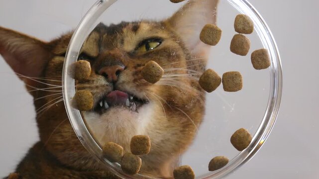 A hungry cat eats dry food from a glass bowl. Close-up from bottom to top, transparent bottom of a plate with food, interesting and unusual angle. The concept of advertising pet food