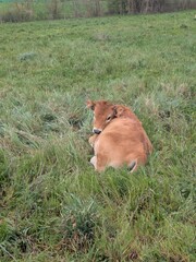 calf in the grass