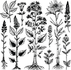 Detailed medicinal plant sketches, ink style bold line art, roots, stems, and flowering herbs, isolated elements for herbal product design, black and white vector 1