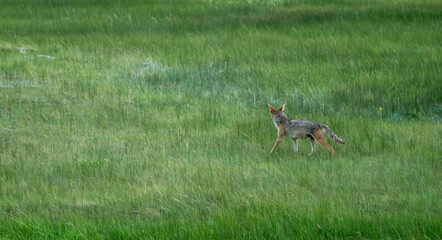 Single Coyote Passes Through Green Meadow