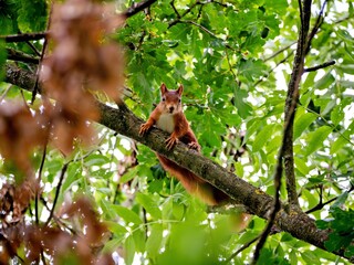 Squirrel in the treetop of an oak