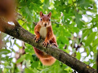 Curious squirrel in the treetops