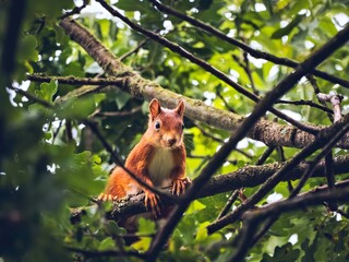 Eurasian red squirrel in the treetop