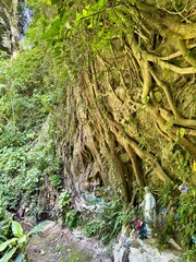 Tree roots of a very large tree with a small shrine, sanctuary