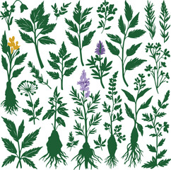 Hand drawn medicinal herbs line art, bold brush strokes, leaves, roots, flowers used in herbal medicine, isolated on white background, vector illustration 2