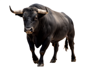 Powerful bull charging forward isolated on a transparent background