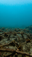 Panoramic view of a coral restoration garden in Cartagena, Colombia