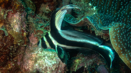 Spotted drum (Equetus punctatus) on a coral reef in Cartagena, Colombia