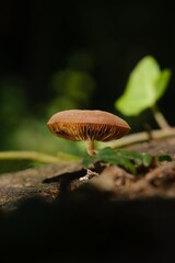 a beautiful little mushroom on a stump