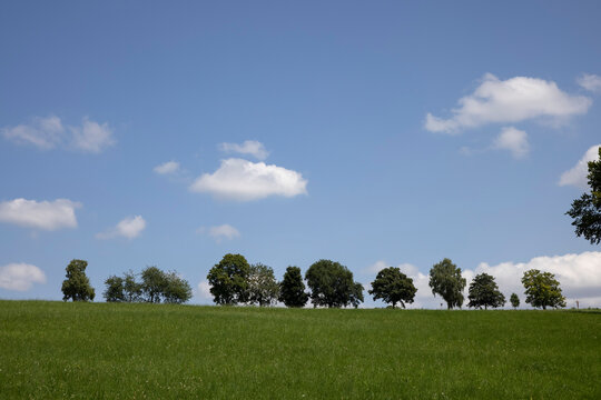 green field and blue sky with a row of trees