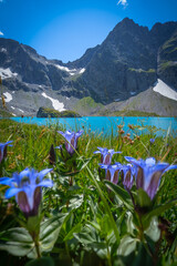 stunning Gentiana flower against the backdrop of a stunning turquoise mountain lake