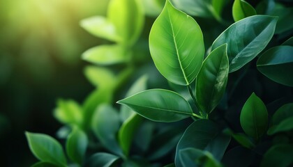 Obraz premium Gorgeous Green Foliage Promotes Eco-Friendly Living, Celebrating The Beauty Of Nature At Its Finest With Vibrant Leaves For A Soothing Atmosphere.