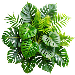 Monstera Deliciosa and Fern Leaves Arrangement on Transparent Background with Tropical Greenery