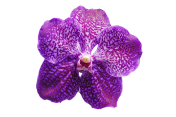 Vibrant Purple Spotted Vanda Orchid Flower isolated on white transparent background