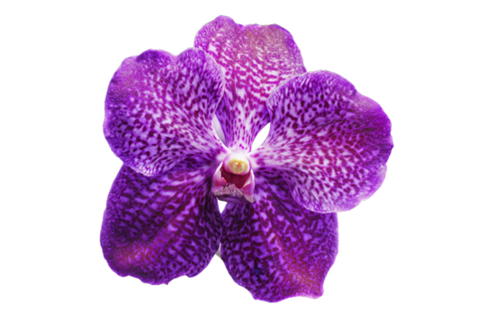 Vibrant Purple Spotted Vanda Orchid Flower isolated on white transparent background