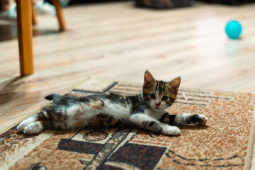 A small cat with a colorful coat lies on the floor and stares at the camera.