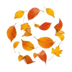 Obraz premium autumn leaves on white background