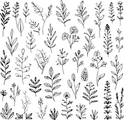Organic herbal plants vector set, simple black ink line art, traditional medicine leaves and flowers, minimalistic botanical illustration, perfect for packaging design 1